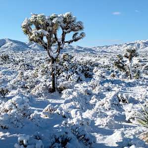 Joshua Tree Mountain House