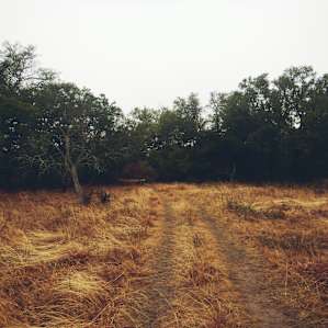 Trail