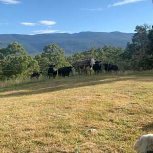 Watson and the cows meeting
