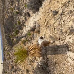 Short trail to nearby arroyo