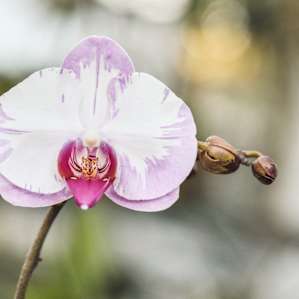 Bob's wife is an awesome green thumb, and we loved looking at her greenhouse full of orchids