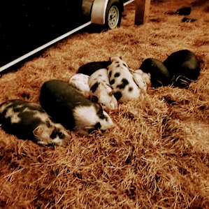 The Hamptons Rescue Farm