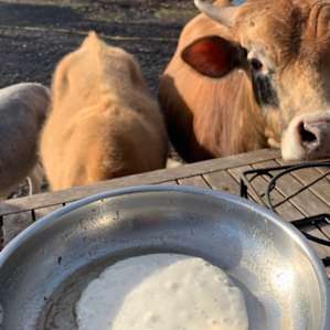 The Hamptons Rescue Farm