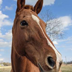 Horse farm