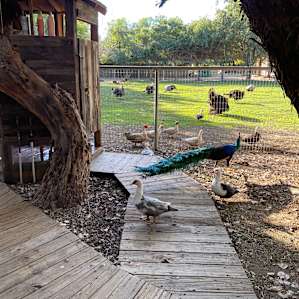 Treehouse on Working Sheep Farm