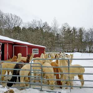 Sweet alpacas next to the cottage