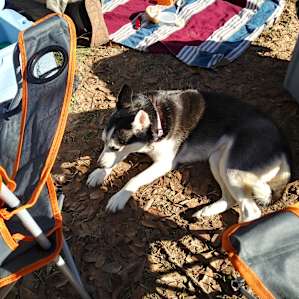 Neighbors dog visited often, but was well behaved...