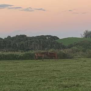 View of horses from our camp ground