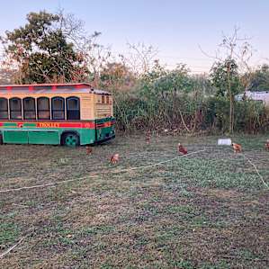 Chickens near the trolley