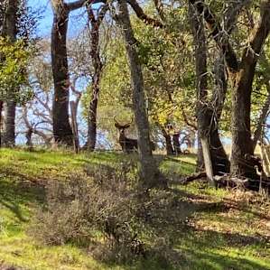 Olive Farm Camp