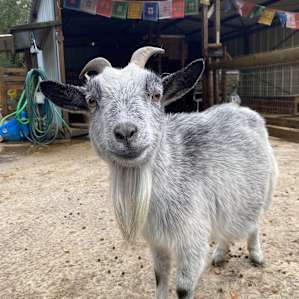 Goat House Farm - Tiny Cottage
