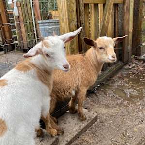 Goat House Farm - Tiny Cottage