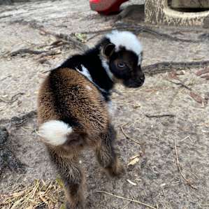 Goat House Farm - Tiny Cottage
