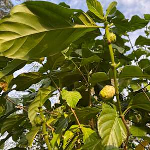 Anderson’s Tropical Food Forest