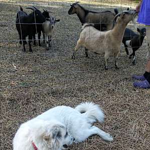 Mini-Farm RV Spot Boondocking