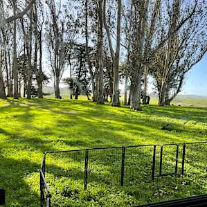 Organic Cattle Ranch in West Marin