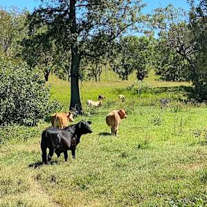 3C Cattle Co - Unpowered Camping