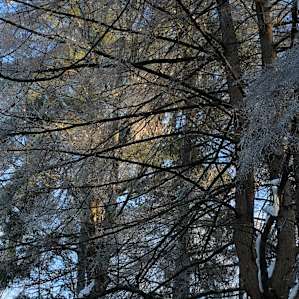 Lost Boys Forest - The Hideout