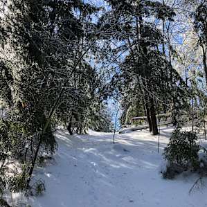 Lost Boys Forest - The Hideout