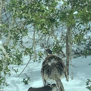 A roadrunner drying his feathers.