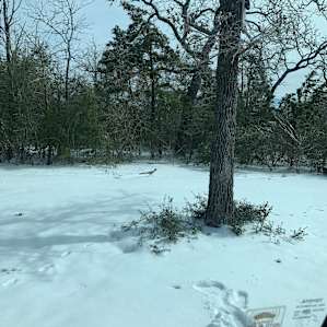 A roadrunner running toward a tree in 6 inches of snow. He was huge.