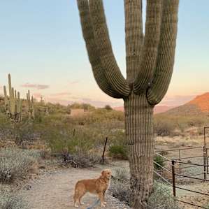 Peaceful Tent in Cave Creek