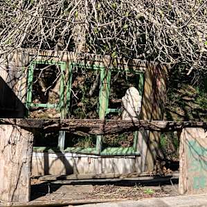 Olive Farm Camp