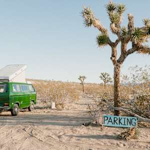 joshua tree
