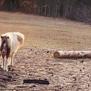Miniature horses