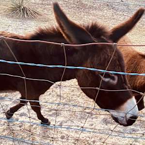 Friendly mules