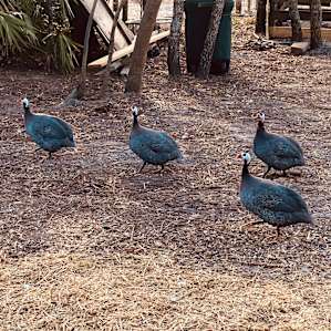 Guinea Fowl