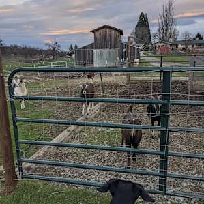 Organic farm stay with a view
