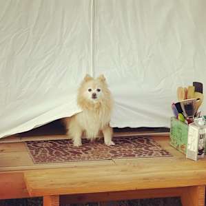 Crazy Diamond: A High Desert Camp