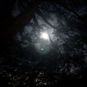 Beautiful full moon through the trees.