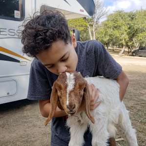 RV Horseback Camping In The Woodst