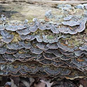 Mushies. So cute.
