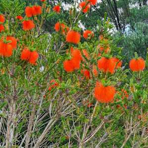 Beautiful Beaufortia