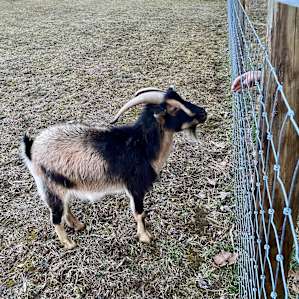 Gorgeous Stay Farm/Animal Sanctuary