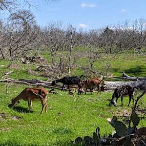 These goats ambled by our campsite. Was delightful! We were concerned they might try to get into our food, but they were pretty well behaved.