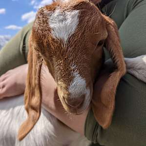 Paid for the tour and got to pick up baby goats!