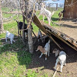 The baby goats were too cute and my personal favorite part of the trip!