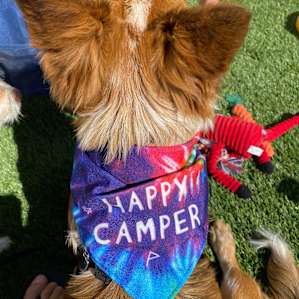Wine camping