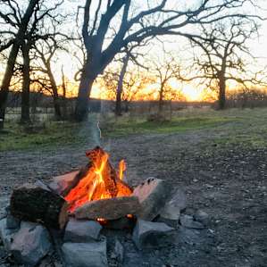Ancient Oaks