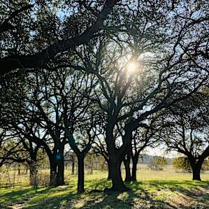 Ancient Oaks