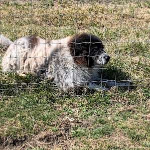 The (adopted) guardian dog