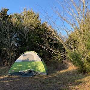 Private campsites nestled in the trees