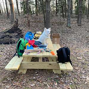 Deciduous Downtime