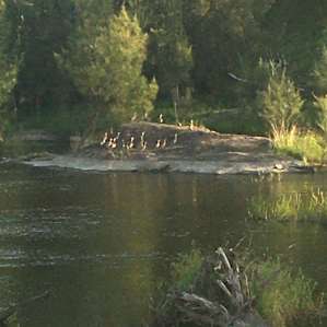 The ducks settling in for the night