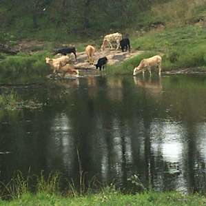 Watching the cattle