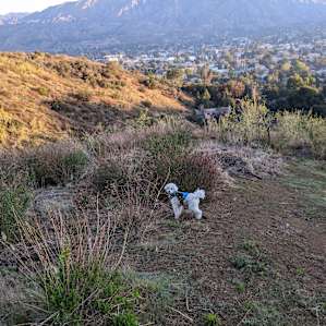 Plenty of space for my dog to run around and explore!